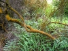 060306_geyser38
