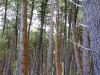 060306_geyser50