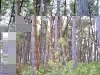 060306_geyser51