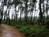 060306_geyser52