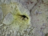 060306_geyser60