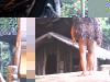 060306_mitai_maori21