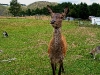 060308_deer02