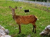 060308_deer06