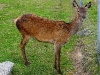 060308_deer08