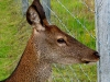 060308_deer09