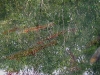 060308_trout12