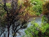 060308_trout31