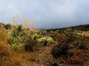 060308_trout32