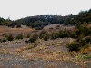060308_trout36