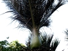 060406_piha_karekare16