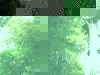 060416_bayisland_kauri16