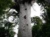 060416_bayisland_kauri17