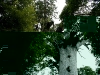 060416_bayisland_kauri18
