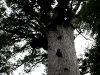 060416_bayisland_kauri19