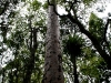 060416_bayisland_kauri22