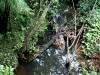 060416_bayisland_kauri23