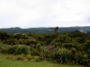 060416_bayisland_kauri24