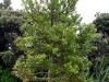 060416_bayisland_kauri25