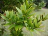 060416_bayisland_kauri26