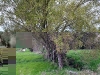 060416_bayisland_kauri27
