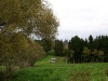 060416_bayisland_kauri28