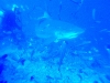 Bull shark