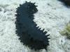 Sea cucumber