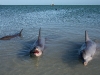 061209monkeymiadolphin12.jpg
