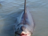 061209monkeymiadolphin13.jpg
