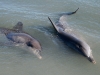 061209monkeymiadolphin14.jpg
