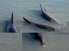 061209monkeymiadolphin16.jpg