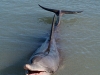 061209monkeymiadolphin18.jpg