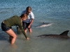 061209monkeymiadolphin19.jpg