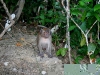 070209monkeybeach02.jpg