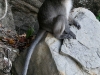 070209monkeybeach09.jpg