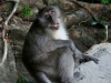 070209monkeybeach10.jpg