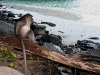 070209monkeybeach14.jpg