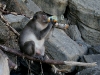 070209monkeybeach17.jpg