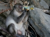 070209monkeybeach18.jpg