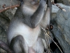 070209monkeybeach19.jpg