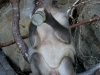 070209monkeybeach20.jpg