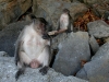 070209monkeybeach21.jpg