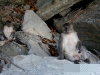 070209monkeybeach22.jpg
