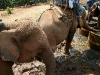 070217elephantriding21.jpg