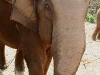 070217elephantriding27.jpg