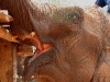 070217elephantriding28.jpg