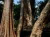 070307taprohm23.jpg