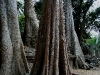 070307taprohm35.jpg