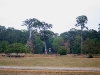 070307elephantterrace11.jpg